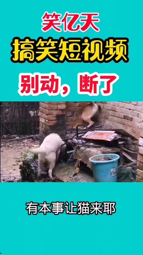 爆料了搞笑视频大全集,爆笑集结！搞笑视频大全集笑点盘点  第1张